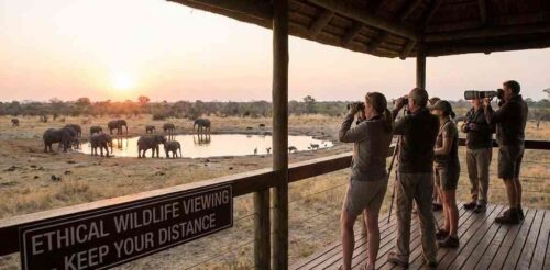 Ethical Wildlife Viewing