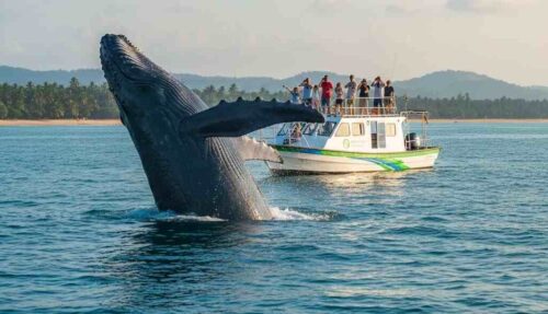 Blue Whales in Mirissa sri lanka