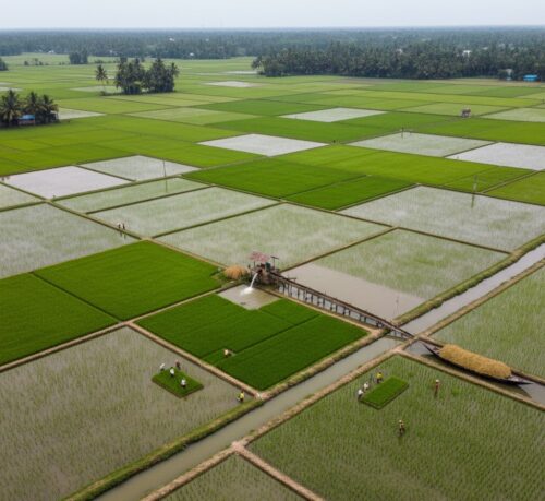 Kuttanad The Rice Bowl of Kerala