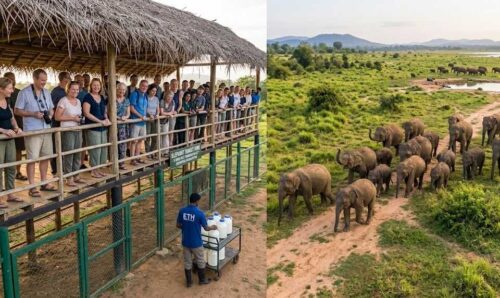 A side-by-side composite photograph of the Udawalawe Elephant Transit Home. The left panel shows diverse tourists on an elevated wooden viewing platform with a thatched roof, watching a worker prepare milk bottles. A sign reads "Elephant Transit Home, A Born Free Foundation Project." The right panel shows a large group of healthy, young elephant calves walking across natural, open terrain in a line, with the wild plains and other elephants visible in the far distance, demonstrating a hands-off rehabilitation process.
