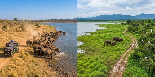 A side-by-side composite photo illustrating Udawalawe National Park's seasons. The left panel shows the park in the peak dry season: a huge herd of wild elephants gathered tightly along the muddy edge of the large, calm reservoir, drinking and bathing under a dusty, golden sun. Safari jeeps with tourists observe them on a dirt track. The terrain is tawny-golden and arid. The right panel shows the park in the lush monsoon season: the same reservoir is surrounded by vibrant, emerald-green wetlands and thick foliage. The dirt tracks are muddy. The landscape is teeming with colorful migratory birds, and a small, scattered family of elephants grazes in the distance, indicating plenty of water. The visual transition between the two environments is seamless, split vertically down the center. No text is visible.