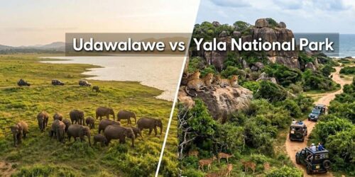 A side-by-side comparison image of Udawalawe and Yala National Parks with the text "Udawalawe vs Yala National Park". Left shows elephants by a reservoir; right shows leopards on rocks with safari jeeps.