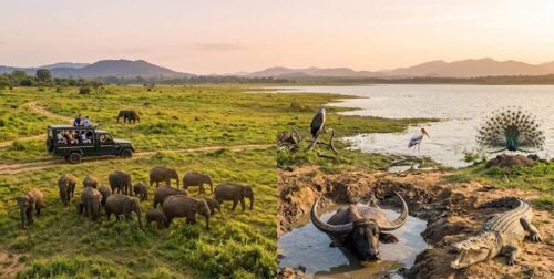 A split-panel photograph contrasting Udawalawe National Park safari experiences. The left panel shows a jeep observing an elephant herd and a protective mother with a calf in open grass. The right panel shows a wild water buffalo in a mud hole with horns visible, a sunbathing mugger crocodile, and a colorful peacock displaying feathers.