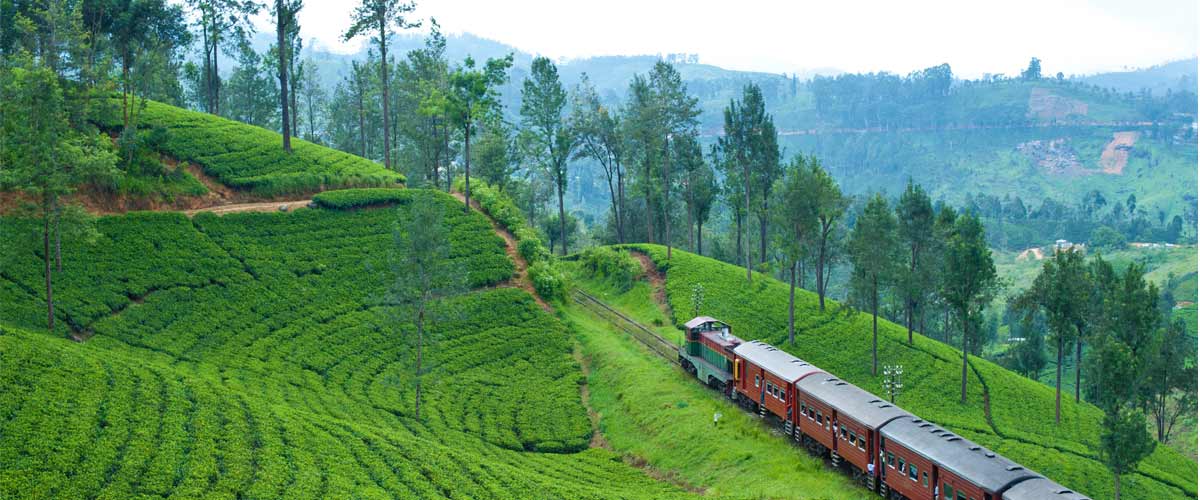 Great Indian Train Journeys Bogawantalawa