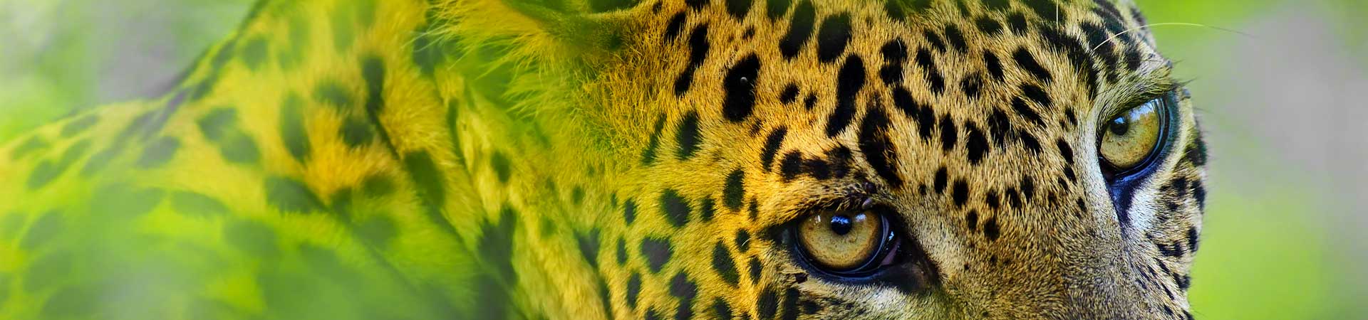 My Yala visit- I wish I had brought my kids