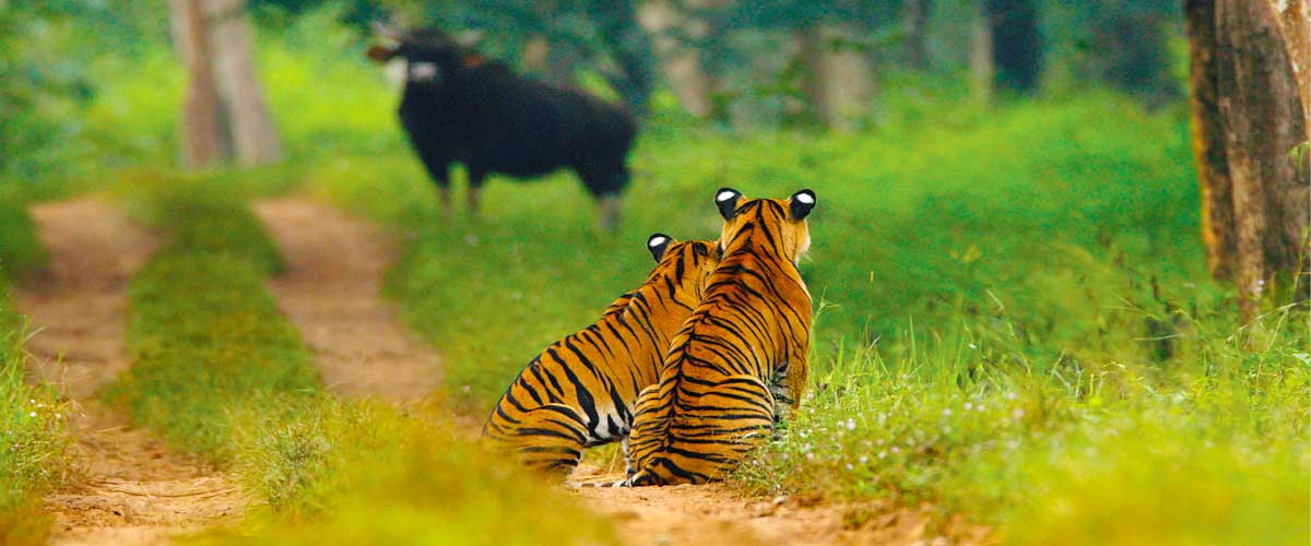 Best places to see tigers in India